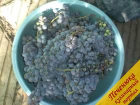 2) Красное домашнее вино мы готовим из вот такого синего винограда. Он по вкусу невероятно сладкий и терпкий. И, чтобы начать приготовления вина, нужно этот самый виноград собрать. Мы собираем урожай, когда на дворе теплые осенние деньки, называемые бабьим летом. 